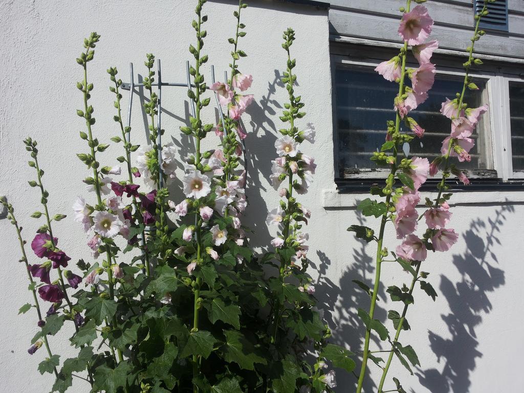 拉根丽丽花园乡村民宿 Vallåkra 外观 照片